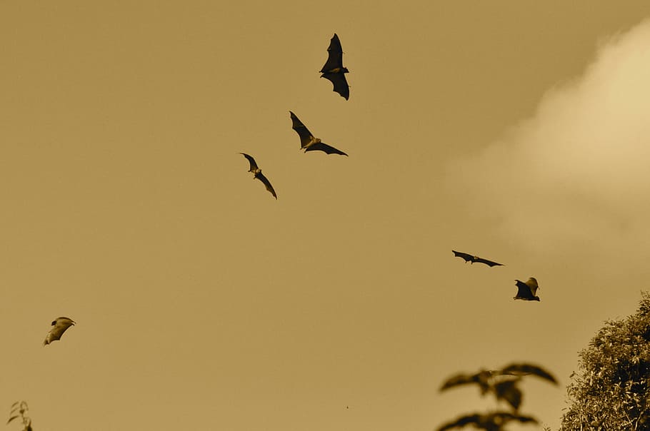 flock, birds, flying, white, clouds, daytime, bats, fly, wings, webbed