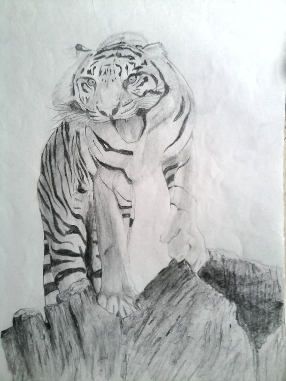 tiger, draw, pencil, shading, drawing, mammal, cartoon, creative, art, artwork