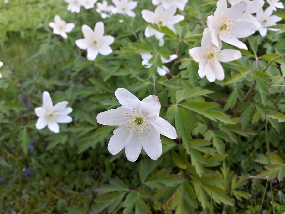 wood anemone, white, white sip, white flower, spring flowers, spring flower, discount, park, garden, lawn