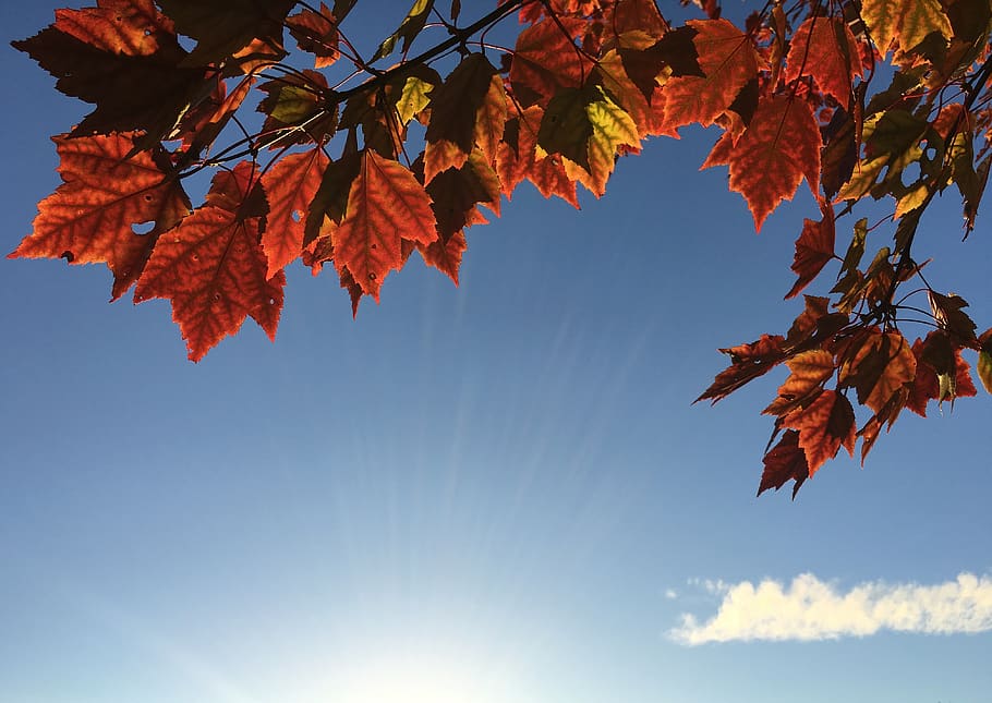 daun maple, daun, pohon, alam, musim gugur, sinar matahari, biru, langit, bagian tanaman, perubahan
