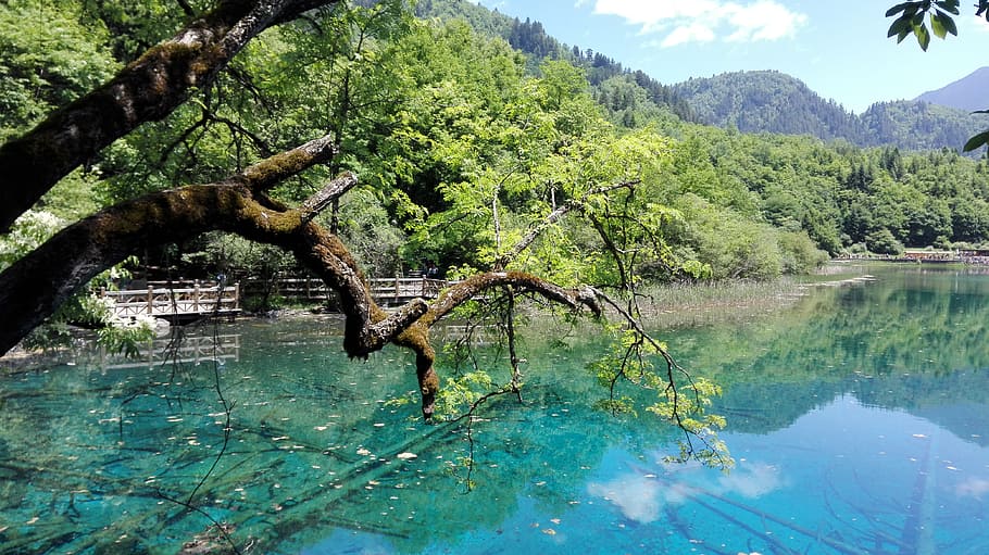 jiuzhaigou, sichuan, lake, tree, water, plant, beauty in nature, nature, tranquility, growth