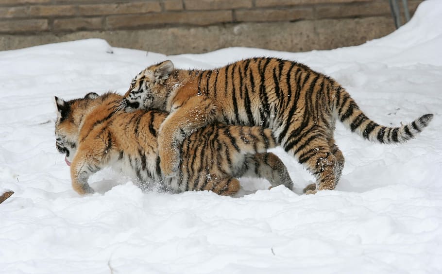Tiger, Snow, Big Cats, Feline, playing, winter, zoo, stripes, predator, endangered