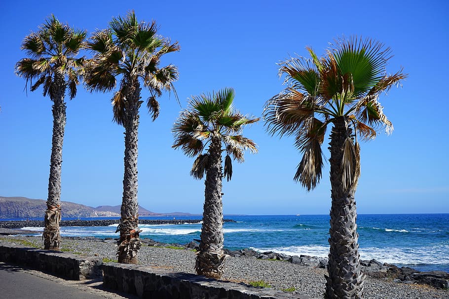 palm trees, seaside, promenade, beach, sand beach, swim, sea, holiday, coast, tenerife