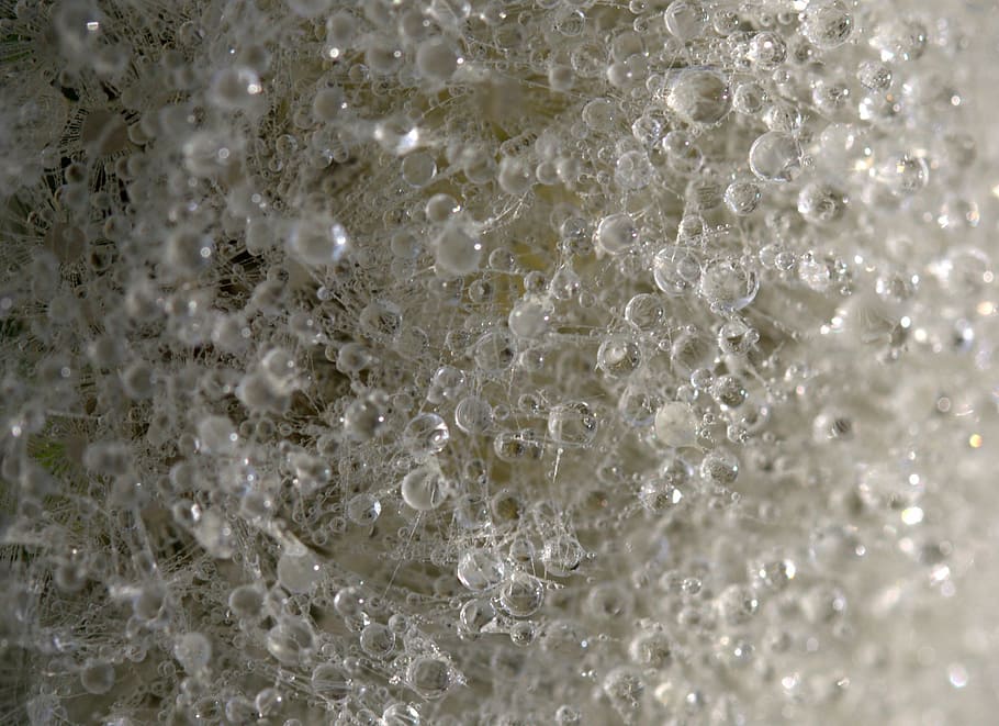 dandelion, drops, dew, plant, wet, backgrounds, drop, liquid, close-up, full frame