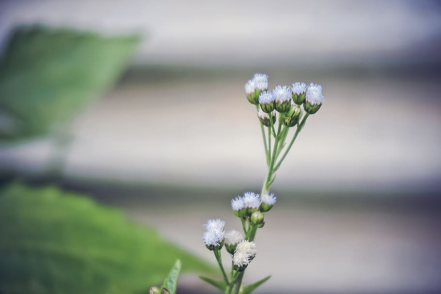 flower, nature, plant, outdoor, garden, blur, flowering plant, beauty in nature, vulnerability, fragility