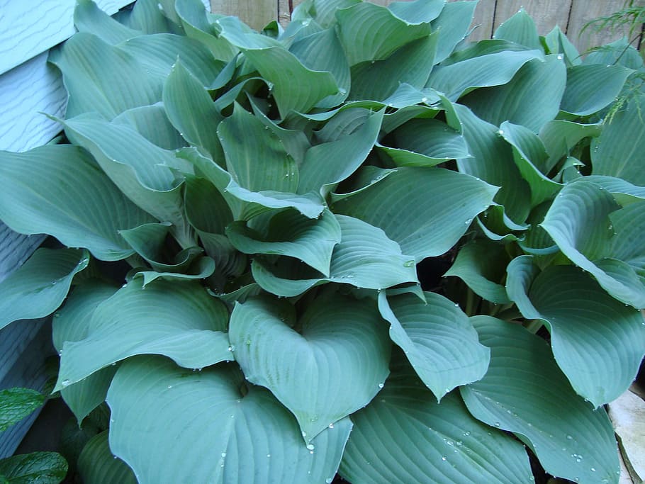 hostas, 푸른 hostas, 그늘 식물, 다년생, 잎, 무성 한, 전체, 성장, 녹색, 식물
