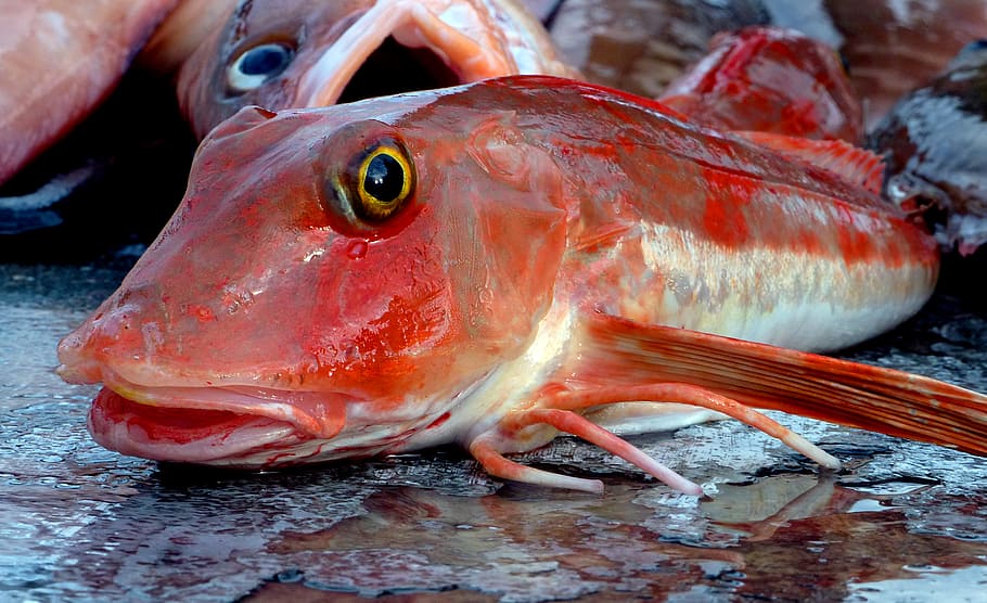 Red gurnard, fish, surface, close-up, vertebrate, animal, food and drink, food, freshness, day