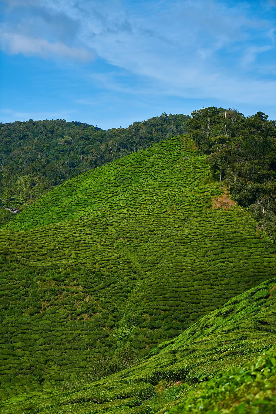 Té, planta, paisaje, naturaleza, verde, paz, jardín de té, hojas, pequeño árbol, las plantaciones de té