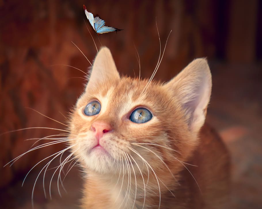 kucing, kupu-kupu, anak kucing, kucing bayi, merah, ikan kembung, penasaran, pemandangan, ceria, kecil