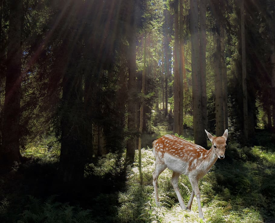 white, tail doe, surrounded, green, forest, roe deer, mysticism, fairy tales, mystical, animal