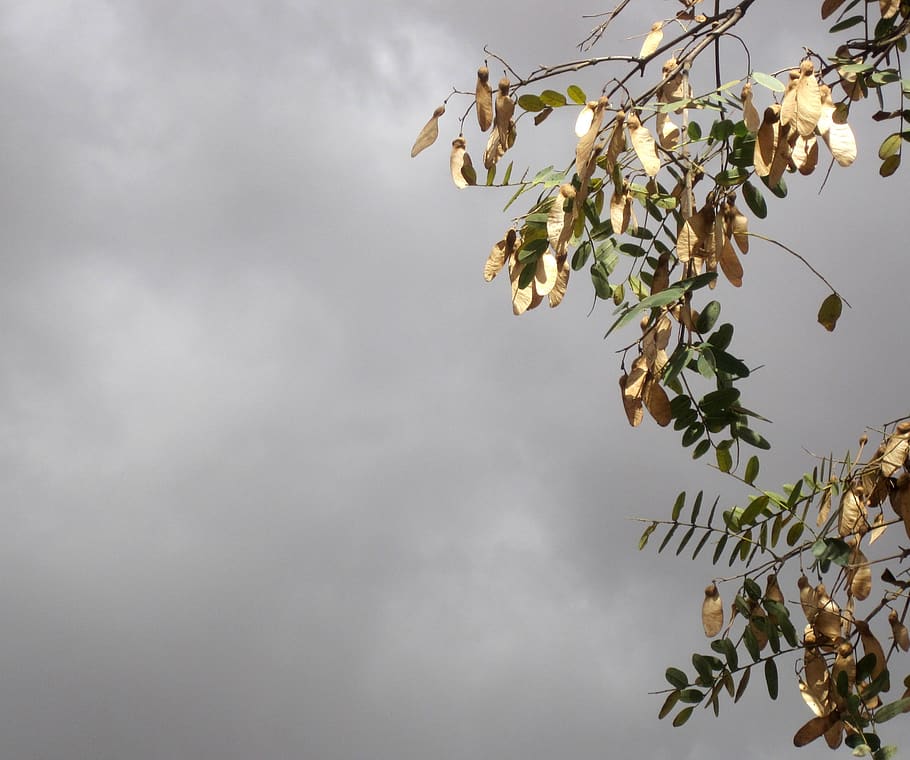 cloudy, overcast, purple sky, branches, sycamore tree, dry sycamore leaves, winter, cold, green leaves, plant