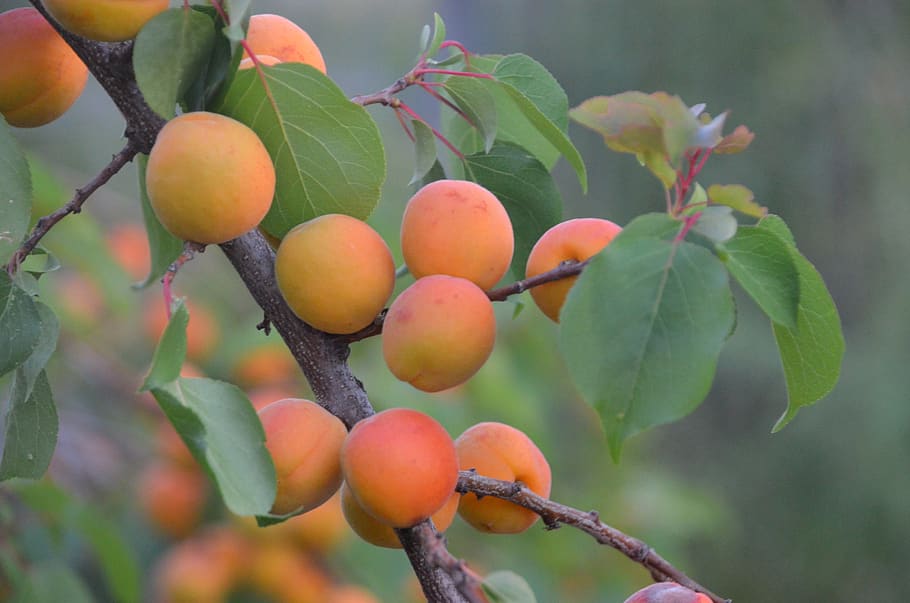 apricot tree, regenerative agriculture, woody perennial, agroforestry, prunus armeniaca, apricot, sustainable agriculture, healthy eating, fruit, food