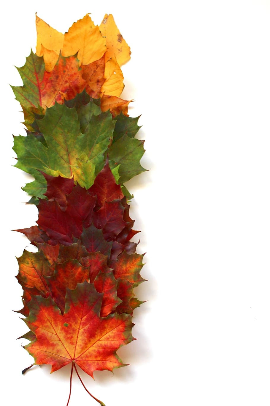 green, red, yellow, maple, leaves, placed, white, surface, autumn, fall foliage