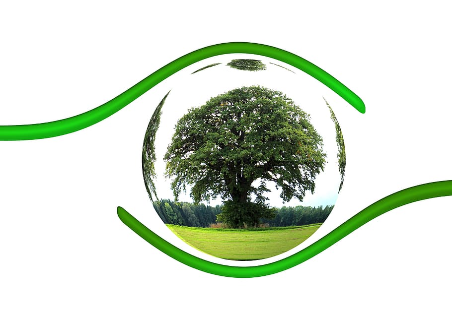 pintura em árvore verde, árvore verde, pintura, ecologia, proteção, proteger, árvore, responsabilidade, globo, terra
