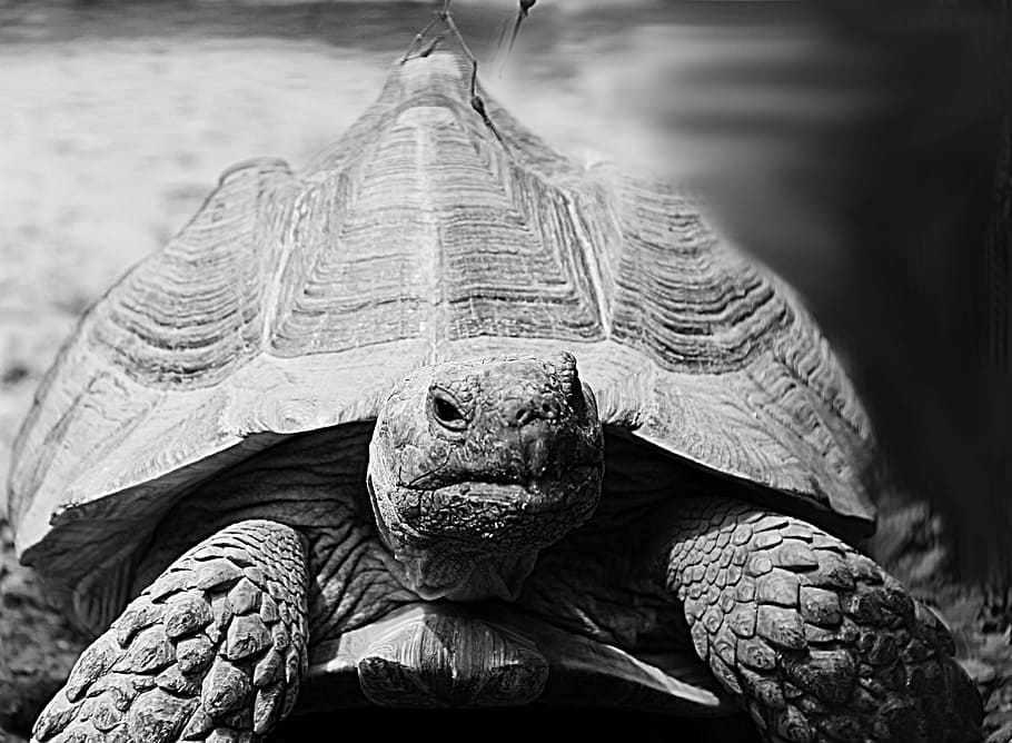foto grayscale, kura-kura, hewan, abu-abu, hitam dan putih, kebun binatang, kura-kura Yunani, kura-kura raksasa, reptil, alam