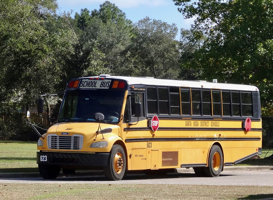 school bus, yellow, education, transportation, bus, school, transport, stop, trip, tree