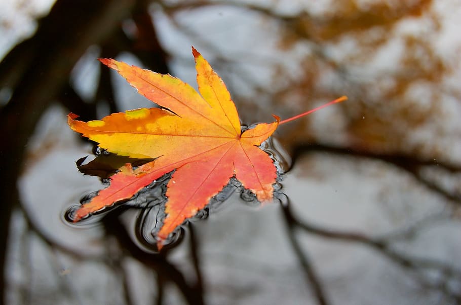 maple leaf, floating, water, daytime, orange, red, leaf, body, wet, nature
