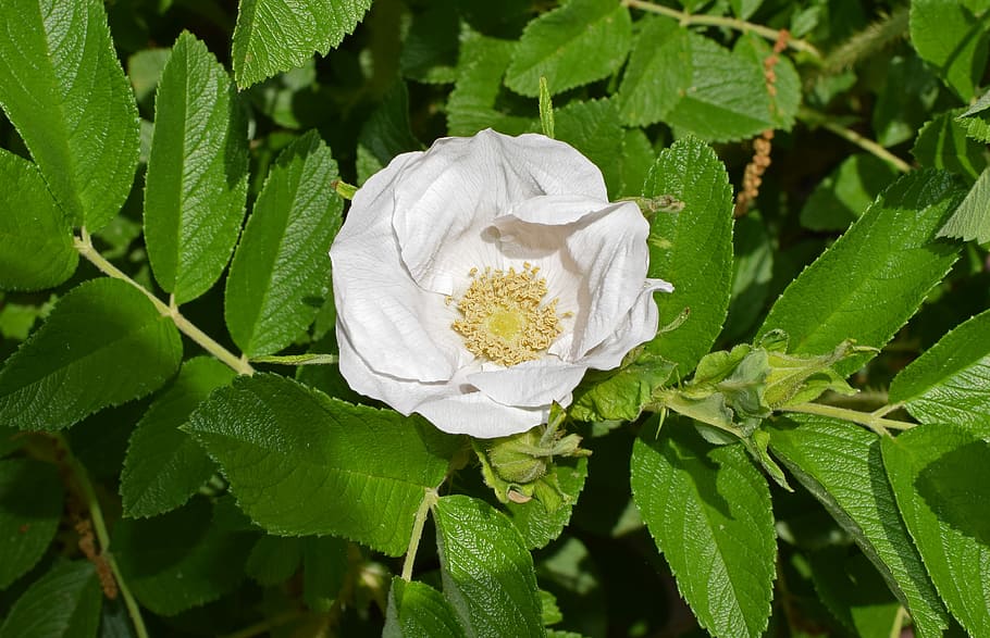 white rose, rugosa rose, flower, blossom, bloom, nature, plant, garden, white, yellow