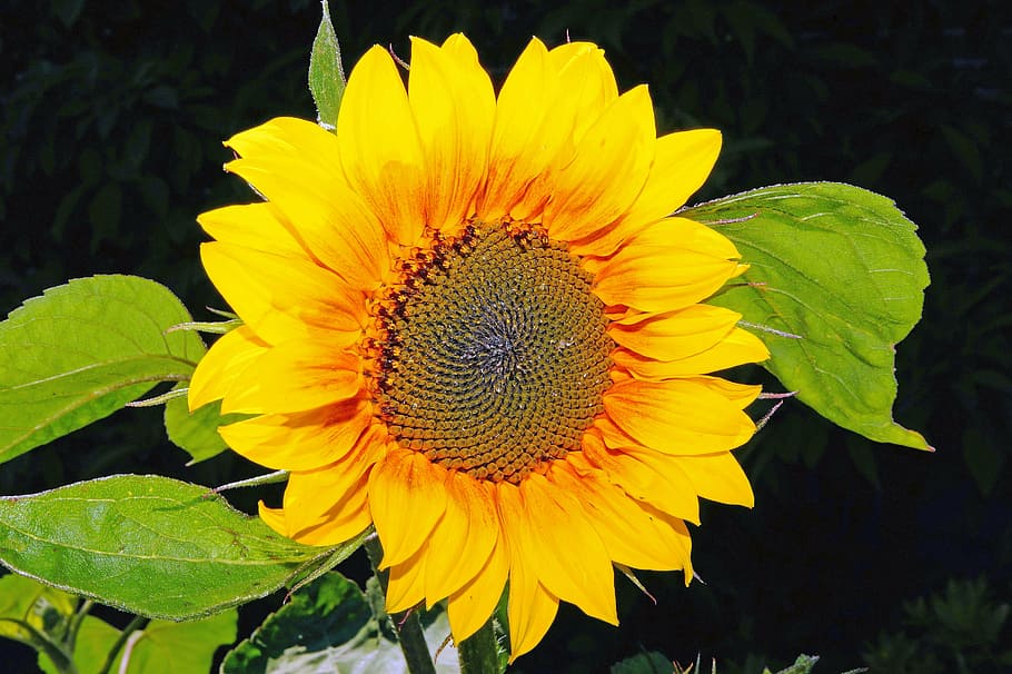 sun flower, blossom, bloom, yellow, bright, garden, summer, petals, helianthus annuus, sunflower