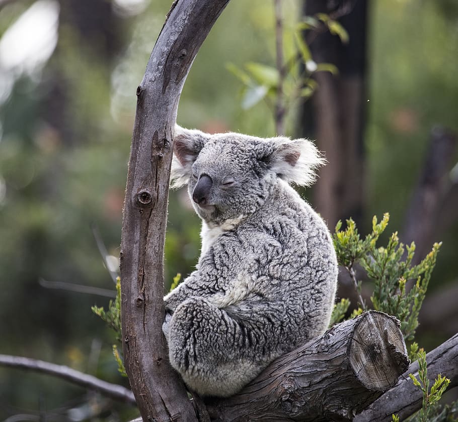 koala, vida silvestre, australia, naturaleza, árbol, dormir, oso, marsupial, peludo, animales