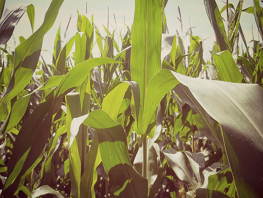 Corn, Cornfield, Field, Leaves, agriculture, green, fodder maize, plant, nature, food