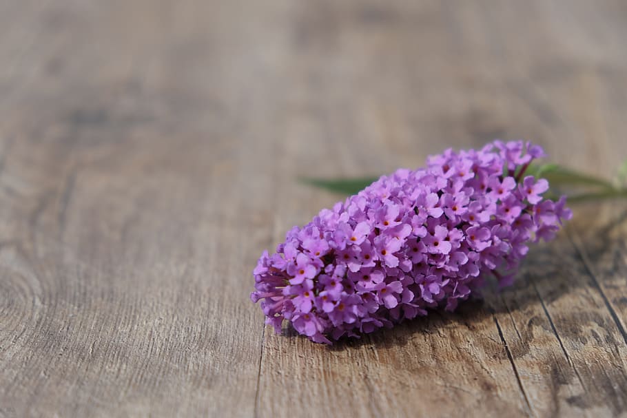púrpura, flores de verbena, marrón, madera, superficie, lila de verano, arbusto de mariposa, lanza lila, planta, flor