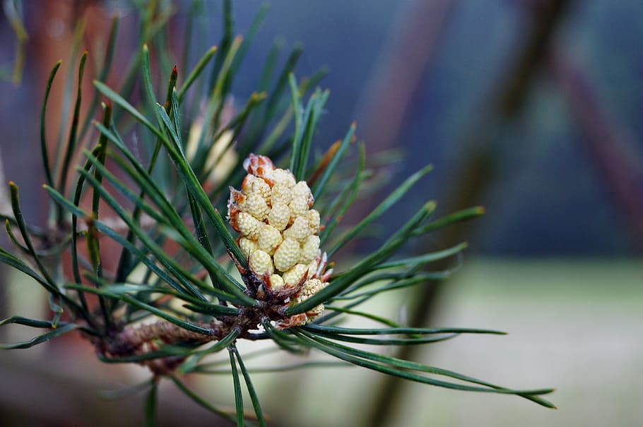 thriving pine, tree, close, blossom, bloom, flowers, macro, blossomed, plant, growth