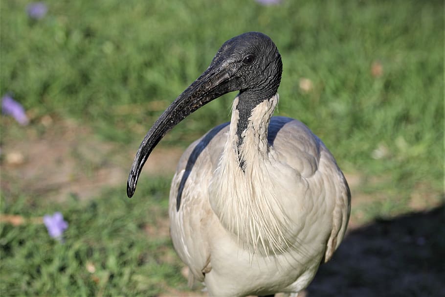 ibis, australian, white, black, headed, bird, watching, feathers, nature, long