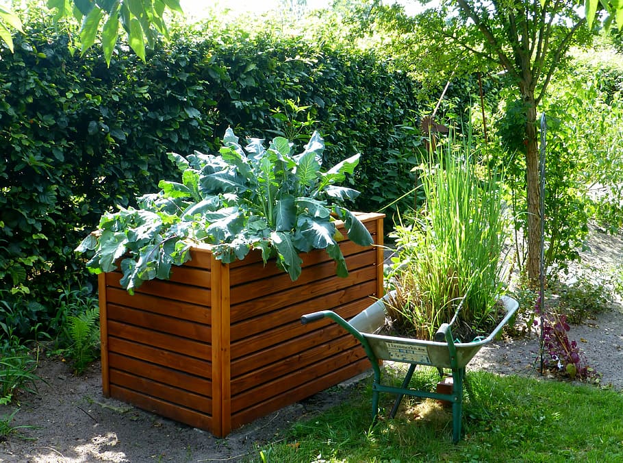 hijau, tanaman daun, kayu, kotak tanaman, gerobak dorong, taman, tempat tidur terangkat, kohl, berkebun, sayuran