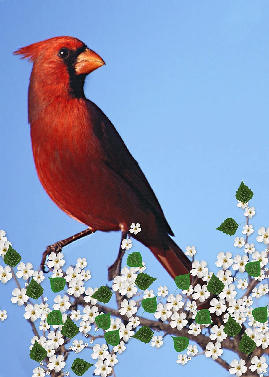 red, bird, hanging, tree, cardinal male, flowering branch, carddigital, art, artwork, nature