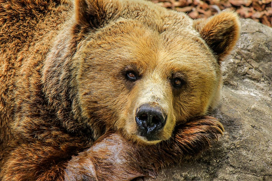 closeup, brown, grizzly, bear, daytime, animals, zoo, captivity, cute, animal