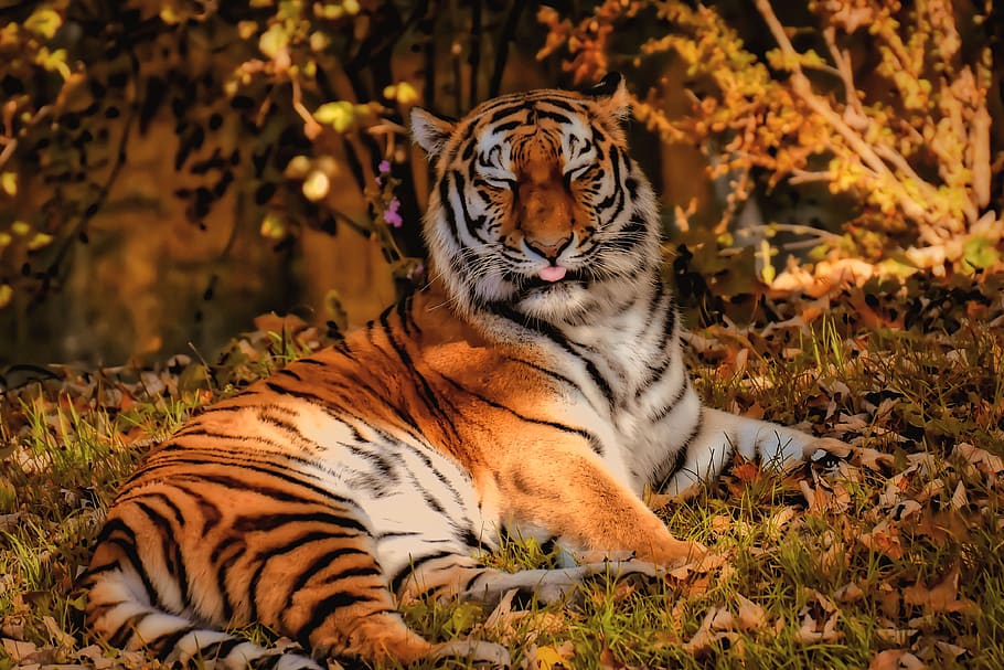 tiger, predator, fur, beautiful, dangerous, big cat, animal world, tierpark hellabrunn, animal, animal themes