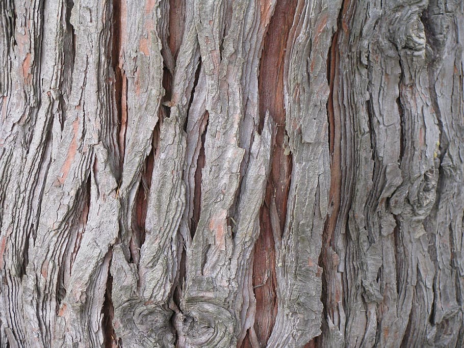 cedro, árvore, casca, tronco, chamaecyparis, lawsoniana, madeira, textura, áspero, fundos