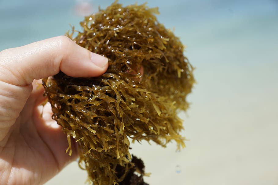 seaweed, sea, water, green, nature, ocean, fauna, underwater, beach, mauritius