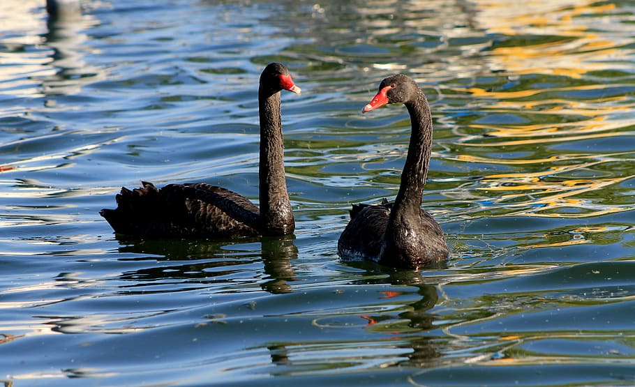 swan, swans, black swan, water bird, bird, waters, lake, water, animal themes, swimming