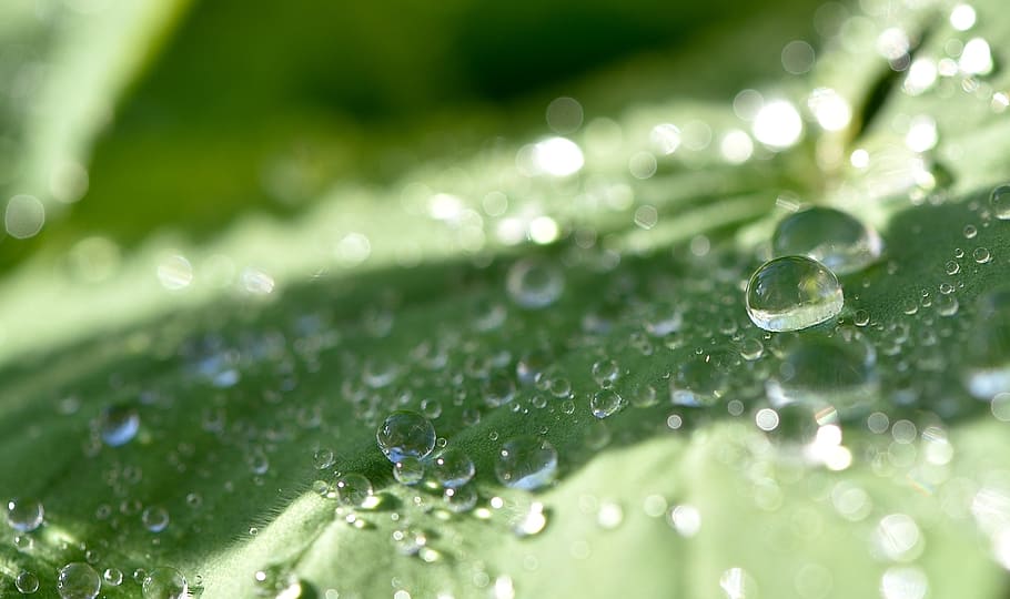 frauenmantel, plant, leaf, green, drop of water, close, drop, wet, water, close-up