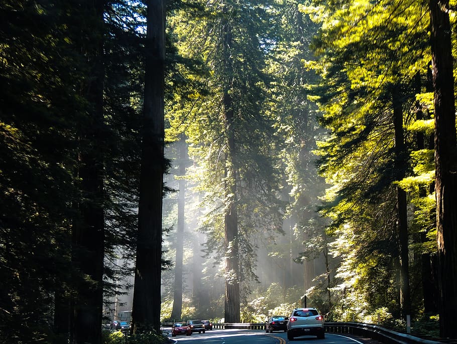 California, Redwoods, Pohon, Alam, pantai, raksasa, mobil, trunk, grove, kuno
