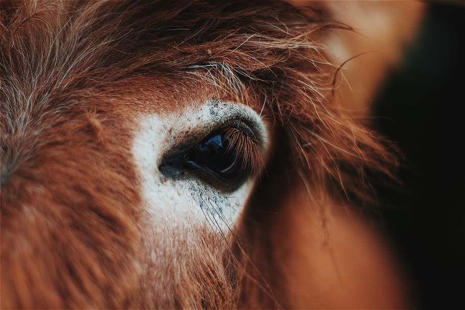 kuda, hewan, mata, close up, coklat, satu binatang, tema hewan, binatang menyusui, bagian tubuh hewan, lokal