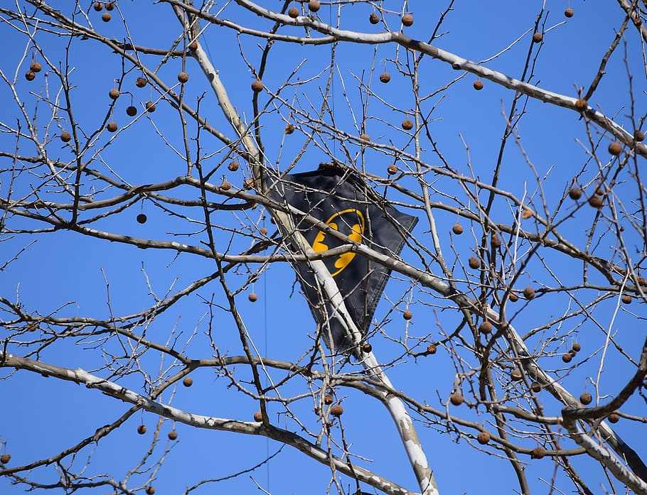 Kite, Tree, Batman, kite in tree, batman kite, kite-eating tree, nature, funny, toy, play