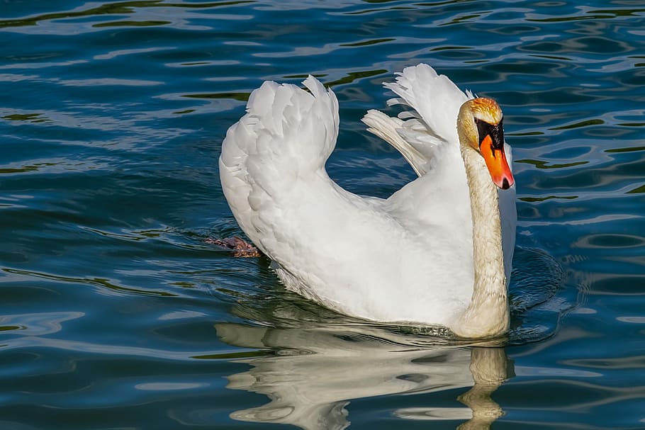 white, swan, body, water, daytime, animal, white swan, bird, water bird, schwimmvogel