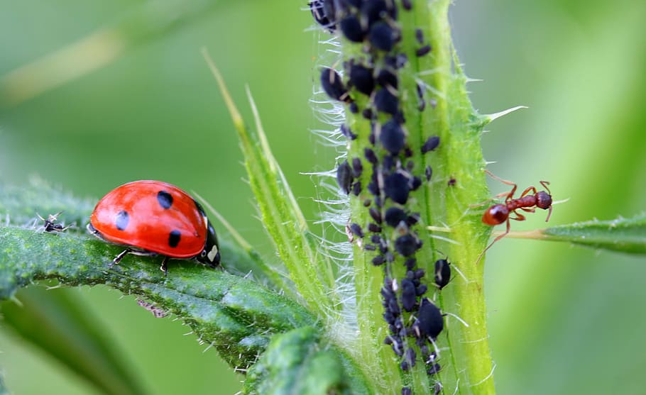 ladybug, brown, ant, beetle, coccinellidae, insect, nature, red, points, small