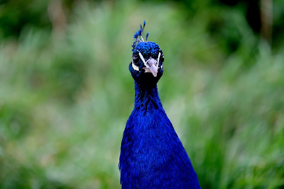 peacock, peacock head, bird, nature, animal, blue, head, iridescent, animal world, wildlife photography