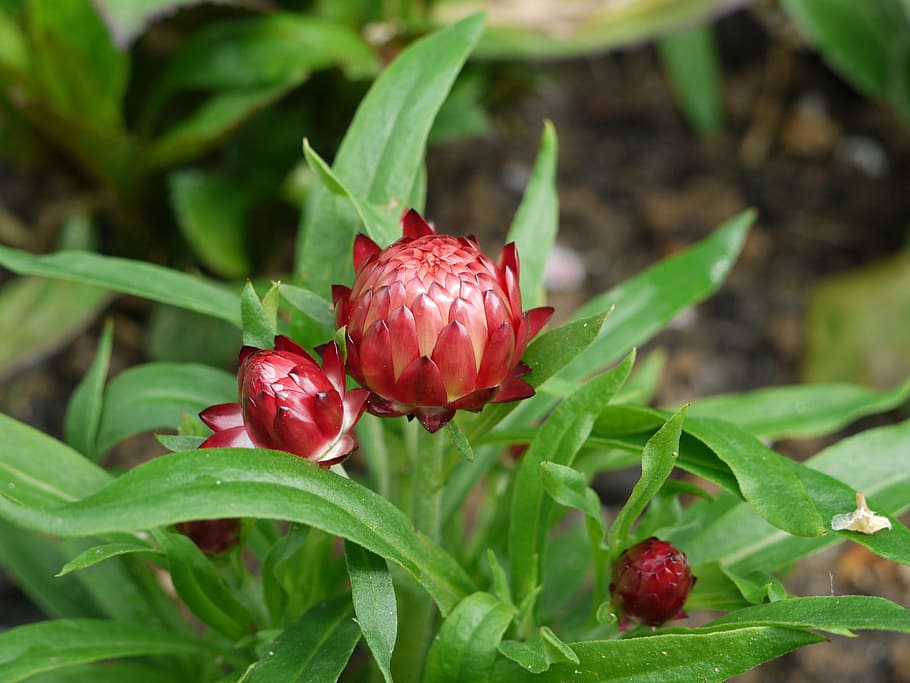 italicum, bud, closed, red, young, spring, garden, ornamental plant, tender, flower bud