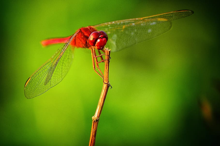 hopper, insects, natural, dragonfly, landscape, bangladesh, red, insect, animal, invertebrate