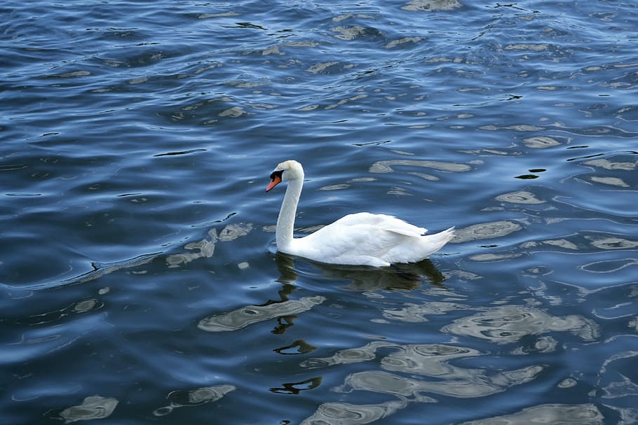 swan, lake, river, peaceful, white bird, white, pond, animal, feather, water