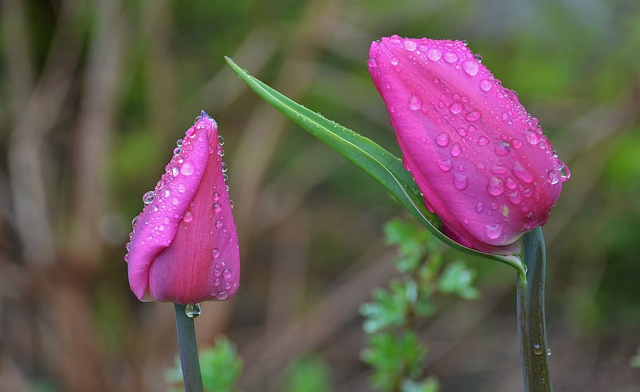 selective, focus photography, pink, flowers, water, drops, tulip, lily, spring, nature