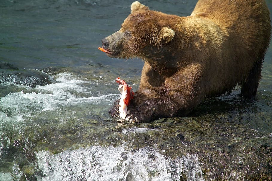 bear, holding, fish, body, water, brown bear, male, eating, salmon, ursus