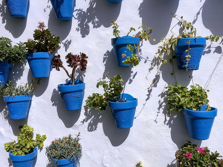 green, leafed, plants, blue, pots, white, wall, pattern, flower, sun