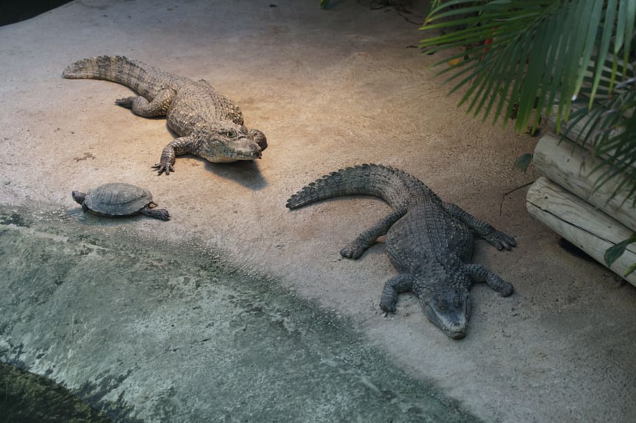 crocodile, cayman, alligator, gators, two, zoo, reptile, animal themes, animal, animal wildlife