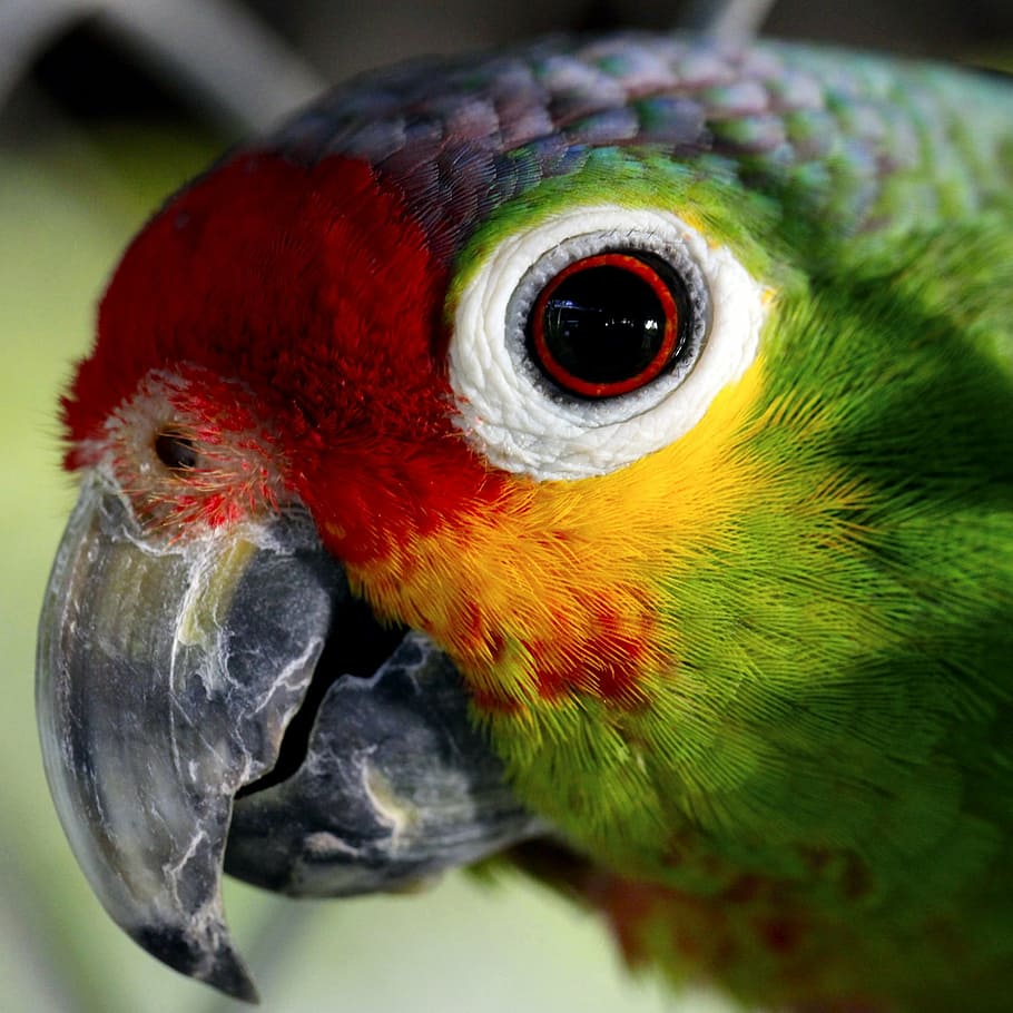 closeup, foto, merah, kuning, hijau, parroot, parrot, ave, tawanan, hewan